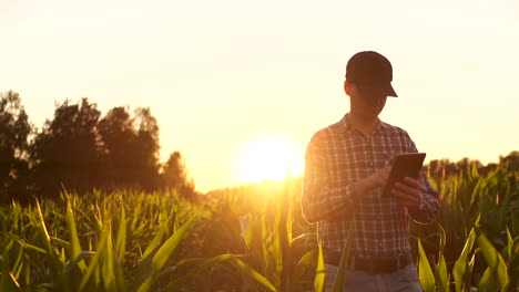 Farmer-man-read-or-analysis-a-report-in-tablet-computer-on-a-agriculture-field-with-vintage-tone-on-a-sunlightagriculture-concept.